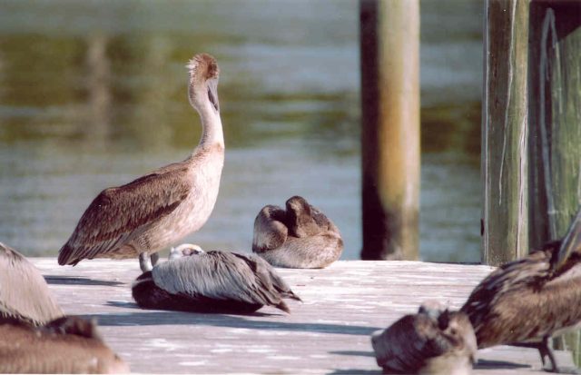 pelican conservation