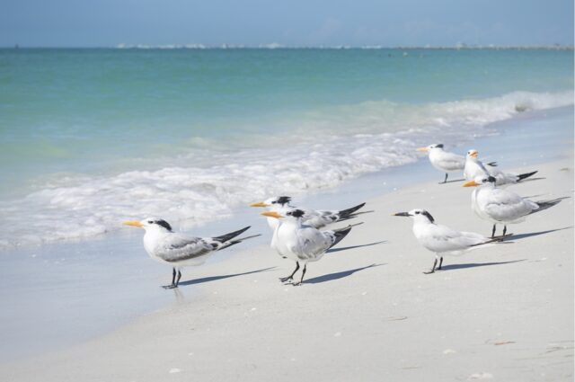 birds in florida on sanibel island
