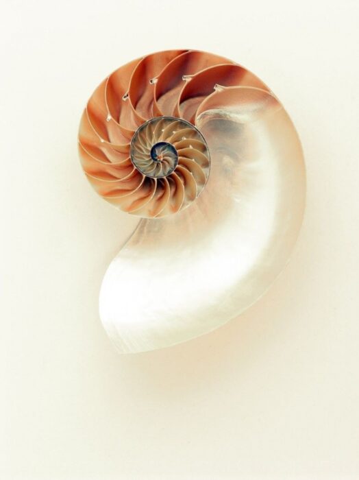 pretty shell