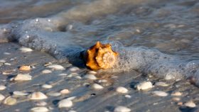 Shells washed up along shore