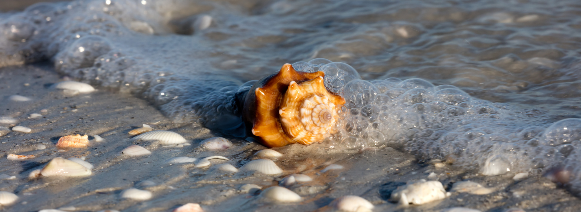 seashell in the surf